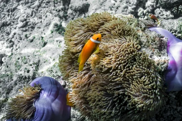 Maldives Resorts vs Local Islands: Which Should You Choose?