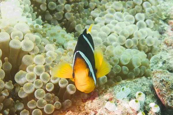 Best Snorkeling Resorts in the Maldives