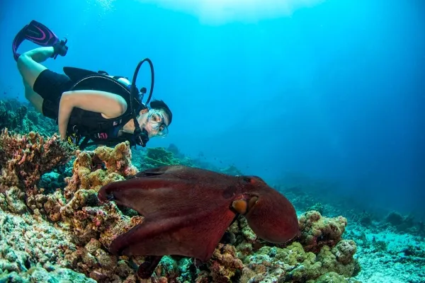 Best Snorkeling Resorts in the Maldives