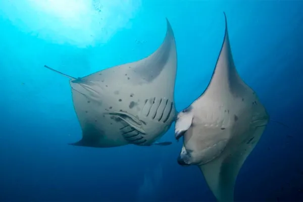 Best Snorkeling Resorts in the Maldives