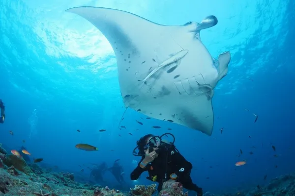 The Best Diving Spots in the Maldives
