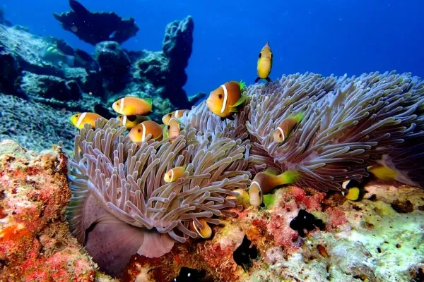 Adventure & Water Sports in Maldives