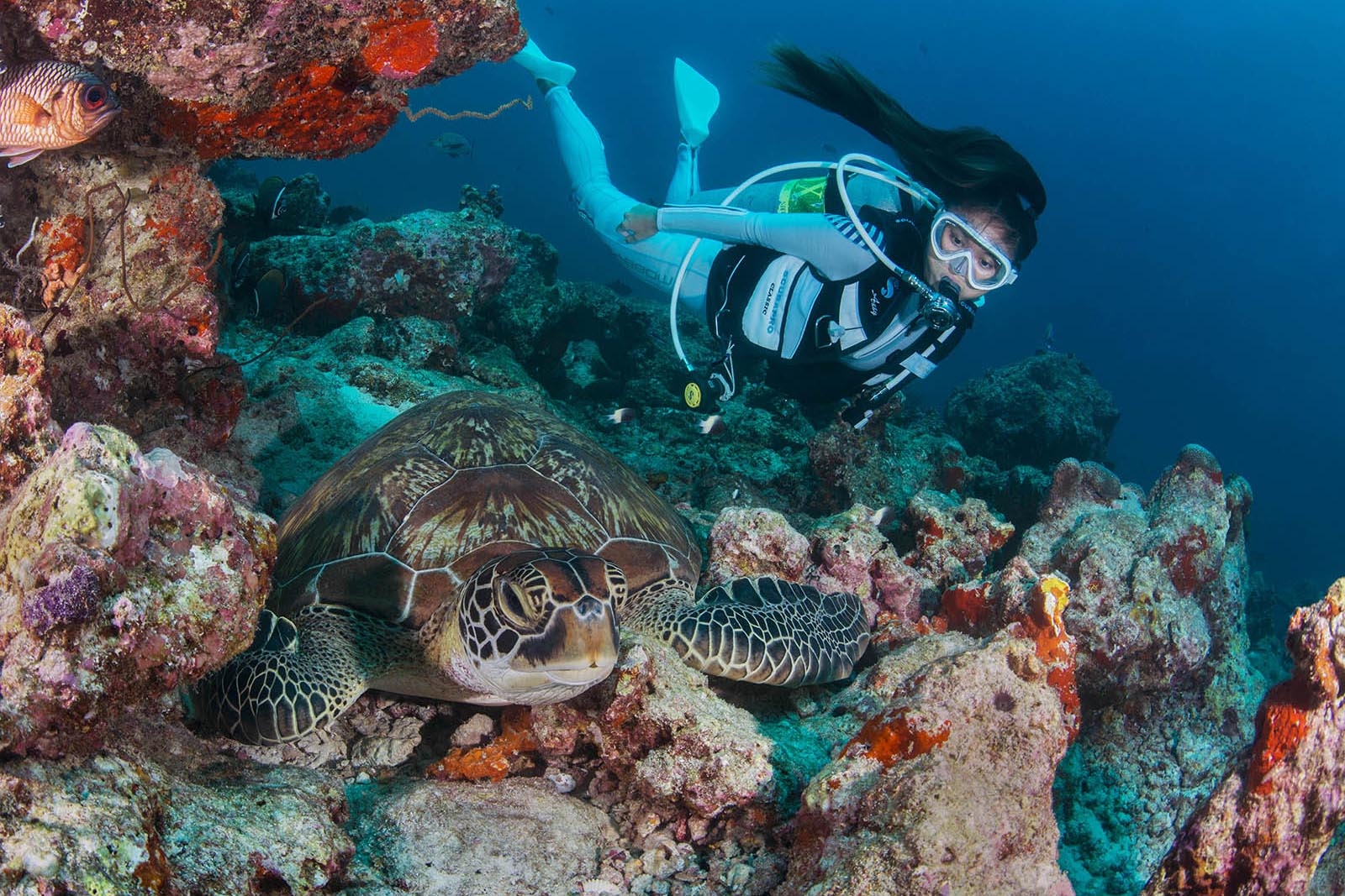 Best Diving Spots in the Maldives (2026 Ultimate Guide to Dive Sites, Atolls & Marine Life)