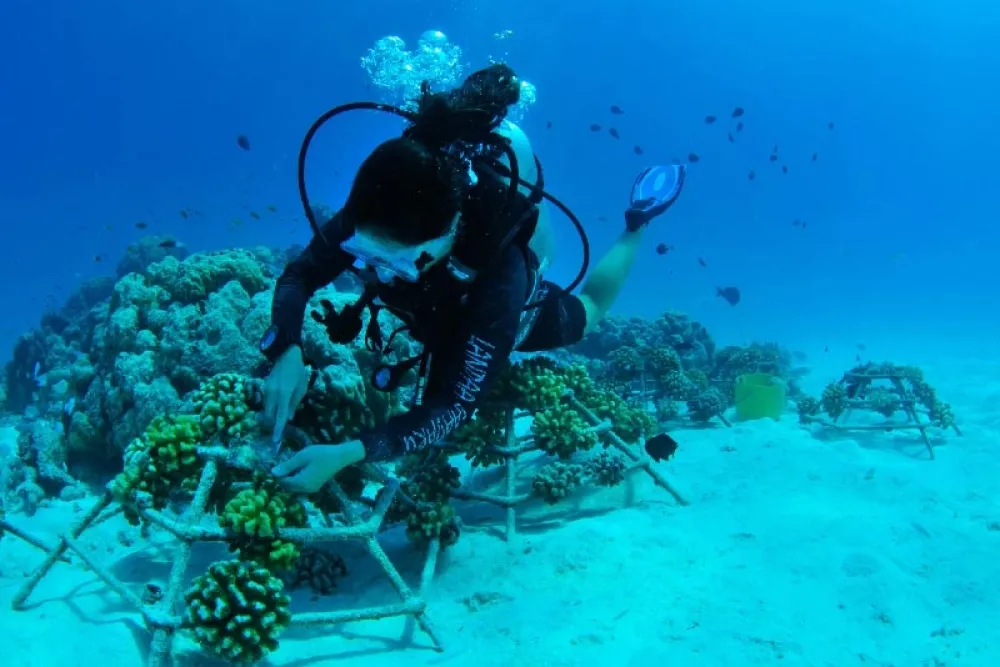 Underwater Adventure Resorts in Maldives | Unique Marine Experiences