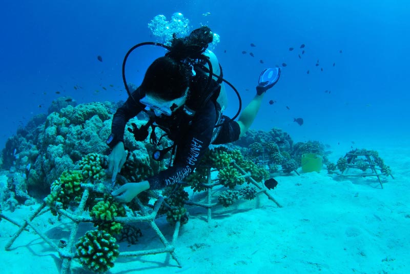 Underwater Adventure Resorts