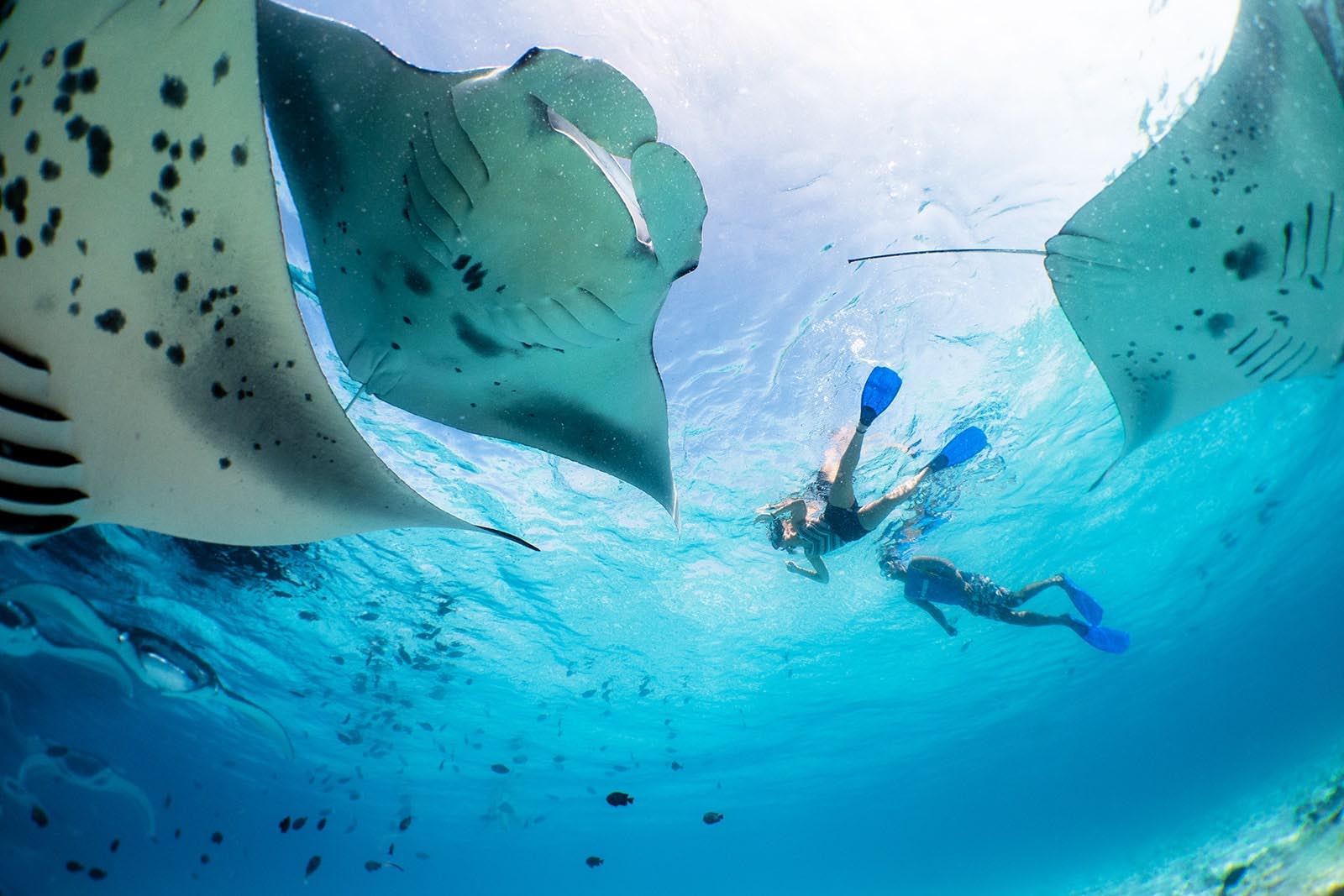 Dive & Snorkeling Escape Resorts