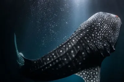 Whale Shark Night Snorkel � Experience at COMO Maalifushi