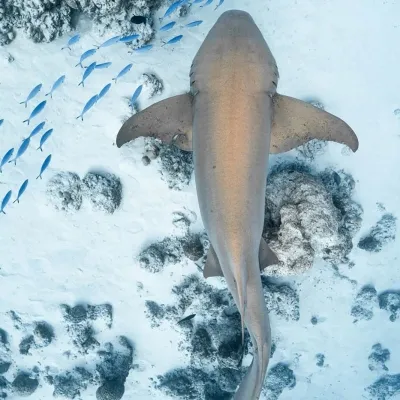 Snorkel with Gentle Nurse Sharks � Experience at COMO Cocoa Island