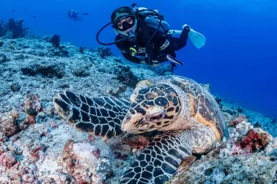Turtle Expedition Snorkel � Experience at COMO Cocoa Island