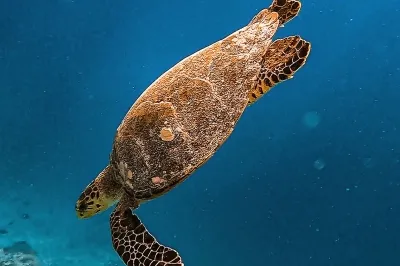 Turquoise adventures � Experience at Club Med Finolhu Villas