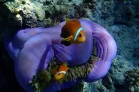 Eri Maldives � Resort Photo 10