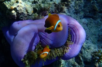 Eri Maldives