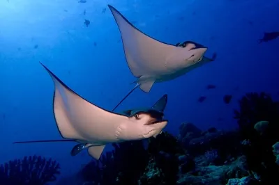 Dive Into Aquatic Wonder � Experience at Eri Maldives