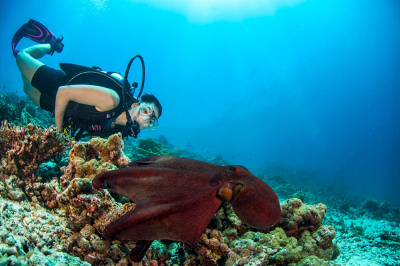 Diving � Experience at Dusit Thani Maldives