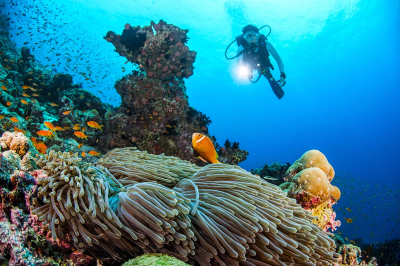 Marine Life Presentation � Experience at Dusit Thani Maldives