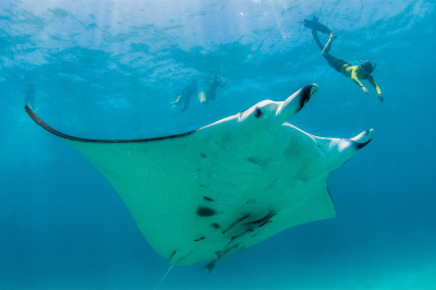 Manta Sanctuary Snorkelling � Experience at Dusit Thani Maldives