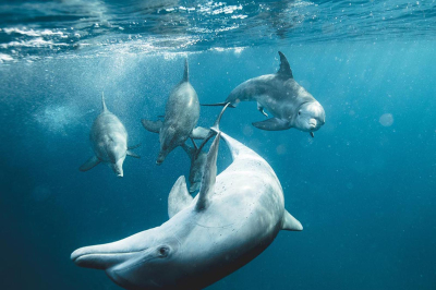 Dolphin Watching � Experience at OBLU SELECT Sangeli