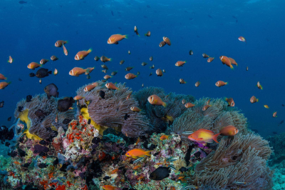 Snorkelling � Experience at OBLU SELECT Sangeli