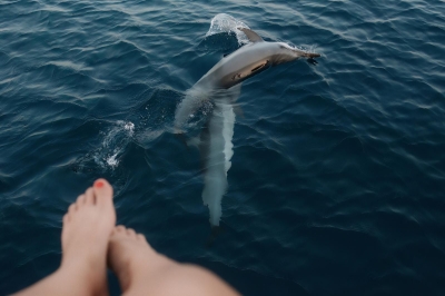 Dolphin Cruise � Experience at Adaaran Select Hudhuran Fushi