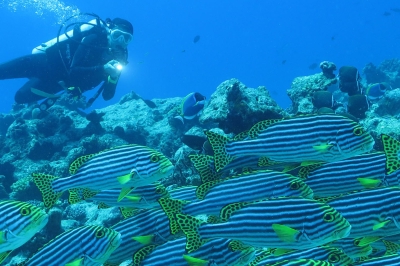 Snorkeling � Experience at Adaaran Select Hudhuran Fushi