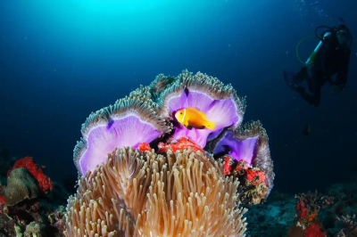 Diving � Experience at SAii Lagoon Maldives, Curio Collection by Hilton