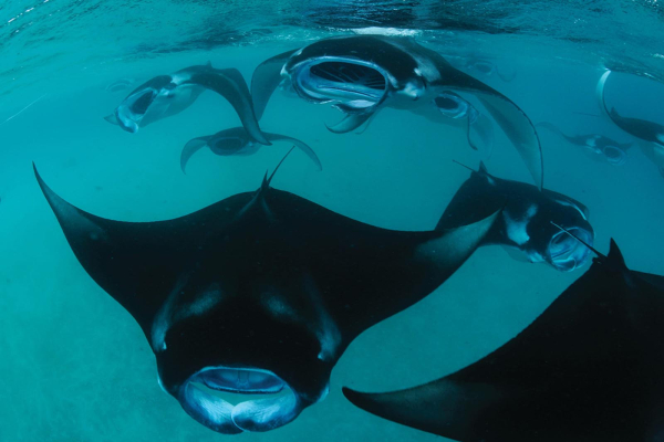 Four Seasons Resort Maldives at Landaa Giraavaru