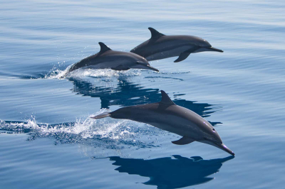 Meet The Dolphins � Experience at Four Seasons Resort Maldives at Landaa Giraavaru