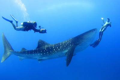 Scuba Diving � Experience at Four Seasons Resort Maldives at Landaa Giraavaru