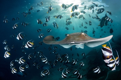 DIVING � Experience at Brennia Kottefaru Maldives