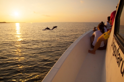 Dolphin Cruise � Experience at Dhigufaru Island Resort