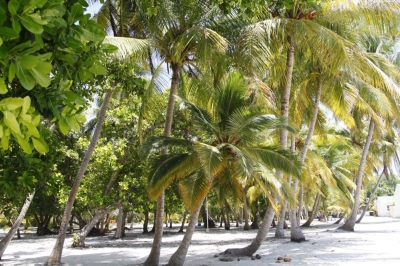Local Island Visits � Experience at Dhigufaru Island Resort