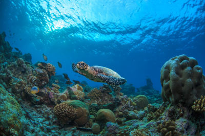 UNDERWATER WILDLIFE � Experience at Madifushi Private Island