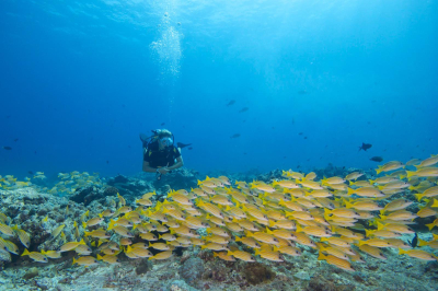 Diving At Its Best � Experience at Hideaway Beach Resort & Spa Maldives