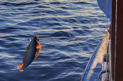 Bottom Line Fishing � Experience at The Residence Maldives at Falhumaafushi