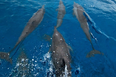 Dhoni and Dolphins � Experience at The Residence Maldives at Falhumaafushi