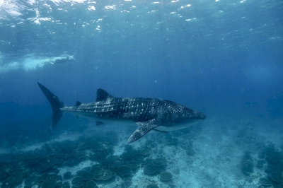 Into the Blue � Experience at Angsana Velavaru Maldives