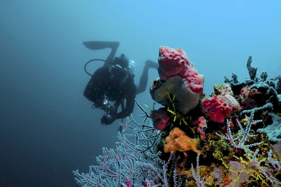 Dive Centre � Experience at Angsana Velavaru Maldives