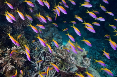 Snorkeling by Dhoni � Experience at The Residence Maldives at Dhigurah