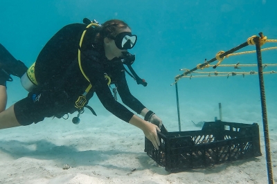 Diving in the South Ari Atoll � Experience at Radisson Blu Resort Maldives