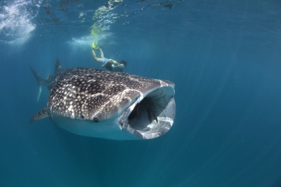 Whale shark excursions � Experience at Radisson Blu Resort Maldives