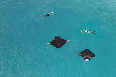 Explore The Baa Atoll Biosphere, Hanifaru Bay � Experience at The Westin Maldives Miriandhoo Resort